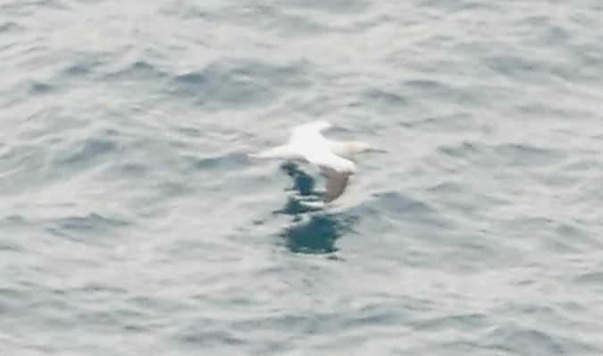 Sula  - Barbara Anselmi