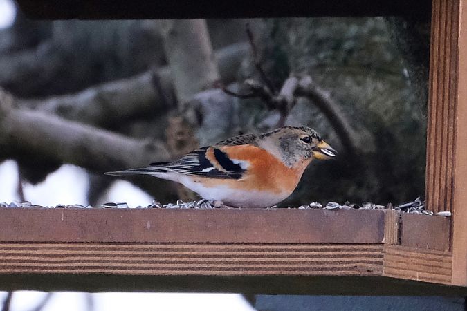 Peppola  - Enrico Pavan