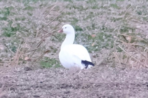 Oca di Ross  - Enrico Pavan