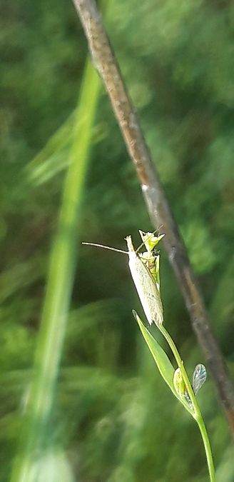 Pleurota sp.  - Michele Cento
