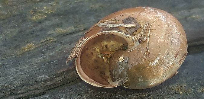 Monacha cantiana  - Michele Cento