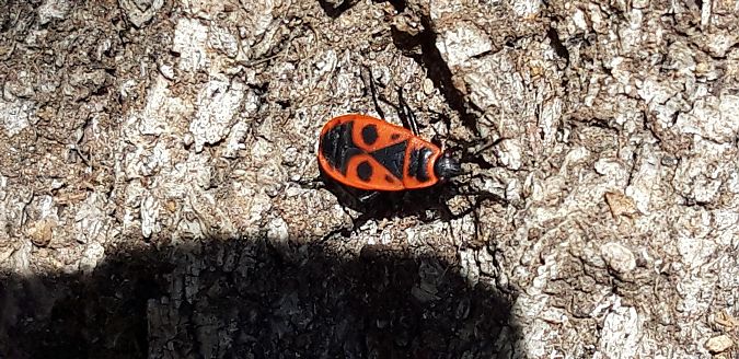 Pyrrhocoris apterus  - Michele Cento
