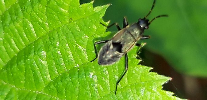 Rhyparochromus sp.  - Michele Cento