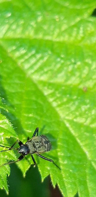 Rhyparochromus sp.  - Michele Cento