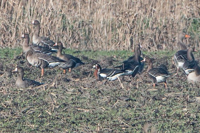 Lesser White-fronted Goose  - Flavio Felici