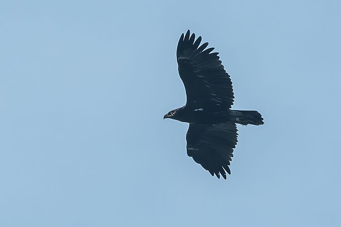Aquila anatraia maggiore  - Flavio Felici
