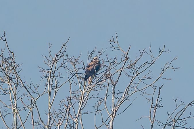 Poiana codabianca  - Flavio Felici