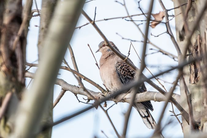 Tortora orientale  - Flavio Felici