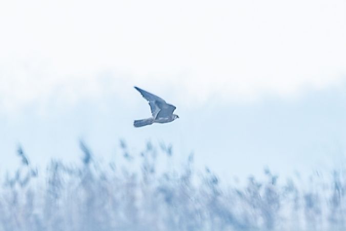 Rapace indeterminato  - Flavio Felici