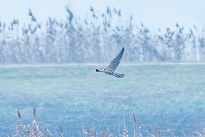 Rapace indeterminato  - Flavio Felici