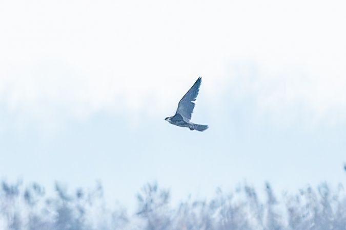 unbest. Raubvogel  - Flavio Felici