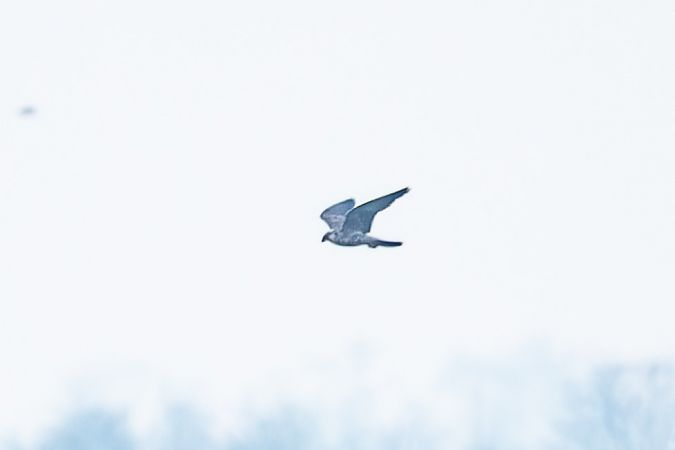 Rapace indeterminato  - Flavio Felici