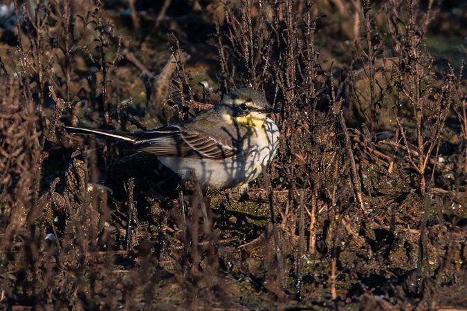 Cutrettola del Pacifico  - Flavio Felici