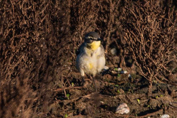 Cutrettola del Pacifico  - Flavio Felici