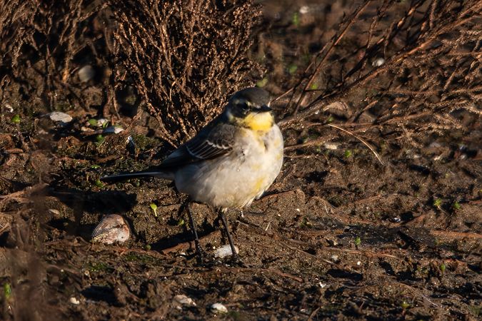 Cutrettola del Pacifico  - Flavio Felici