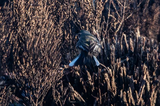 Cutrettola del Pacifico  - Flavio Felici