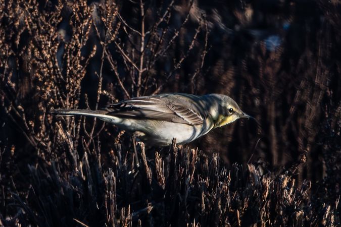 Cutrettola del Pacifico  - Flavio Felici