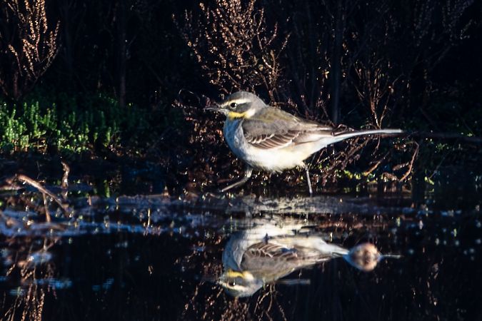 Cutrettola del Pacifico  - Flavio Felici