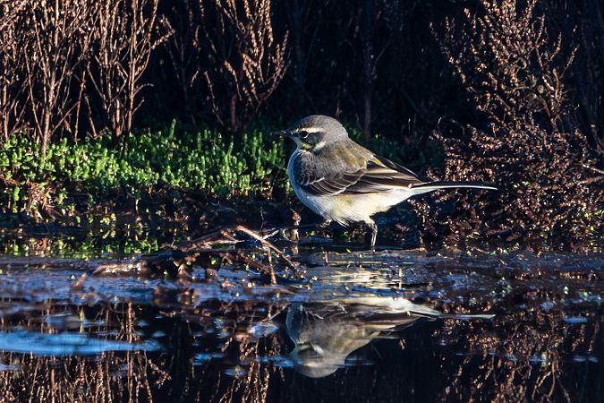 Tschuktschenstelze  - Flavio Felici