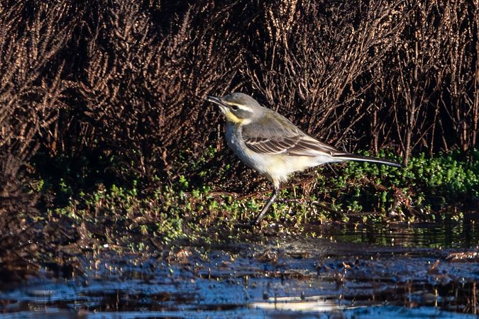 Cutrettola del Pacifico  - Flavio Felici