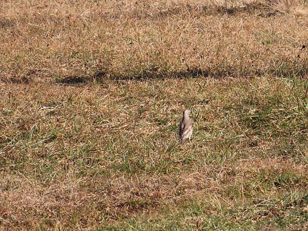Tordela  - Massimo Perinotto