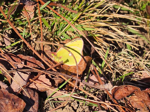 Colias crocea  - Massimo Perinotto
