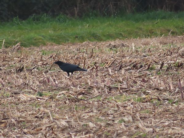 Corvo imperiale  - Massimo Perinotto