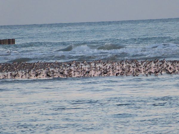 Austernfischer  - Massimo Perinotto