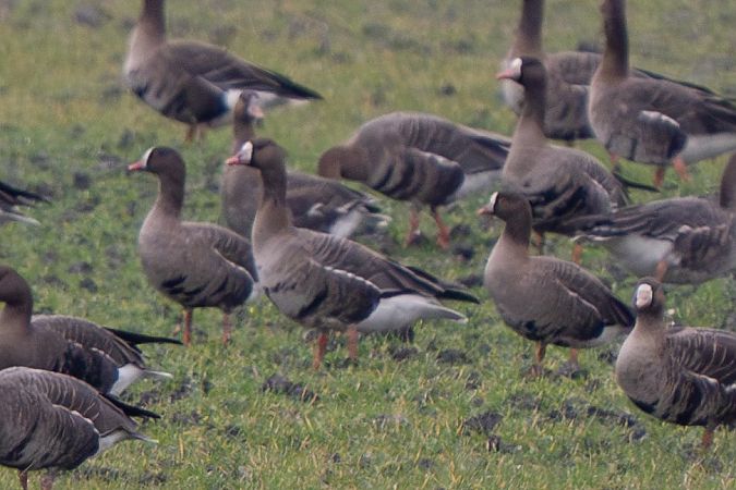 Oca lombardella minore  - Roberto Corvino