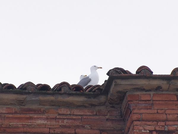 Goéland leucophée  - Stefano Corradi