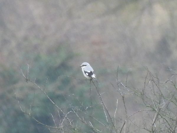 Averla maggiore  - Alessandro Arduini