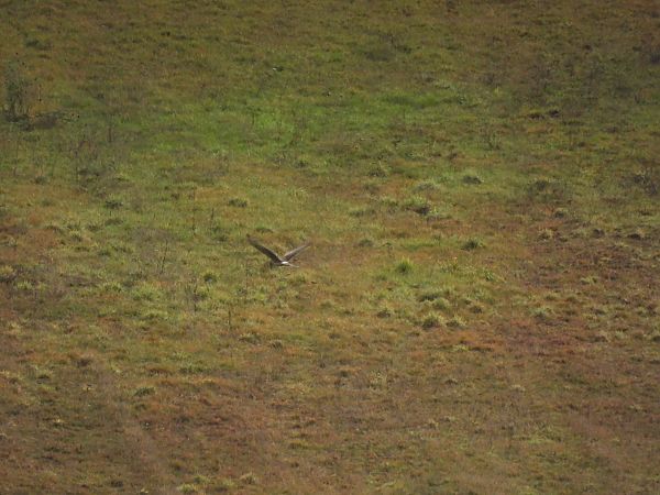 Albanella reale  - Alessandro Arduini