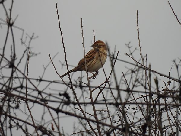 Migliarino di palude  - Alessandro Arduini
