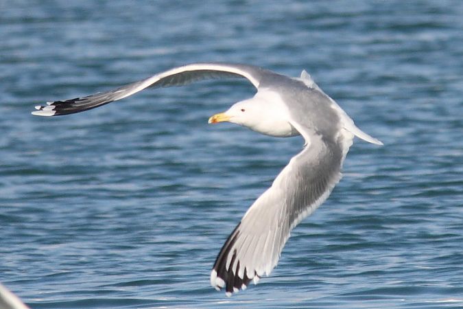 Steppenmöwe  - Guido Premuda