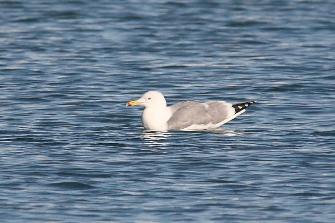 Gabbiano pontico  - Guido Premuda