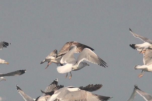 Gabbiano nordico  - Guido Premuda