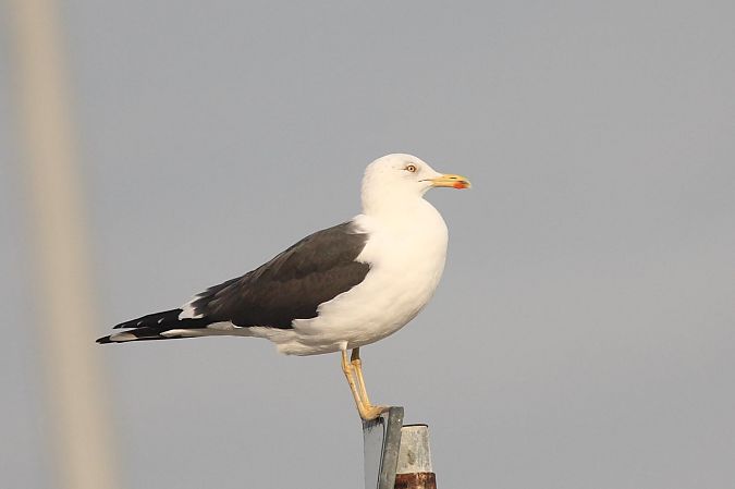 Zafferano intermedio  - Guido Premuda