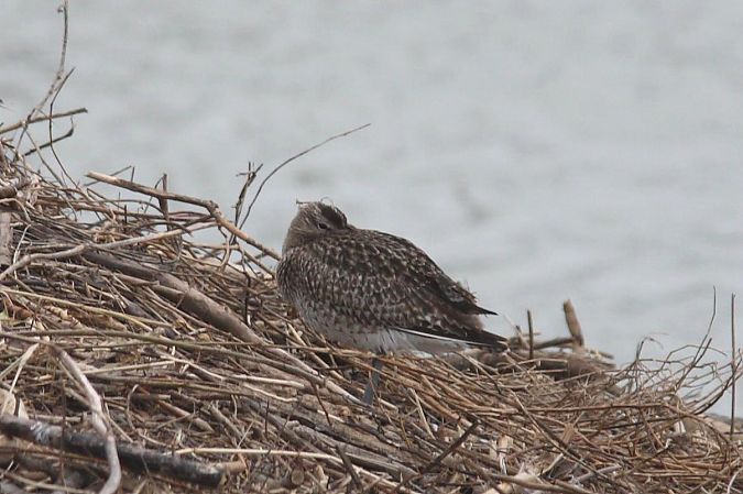 Chiurlo piccolo  - Guido Premuda