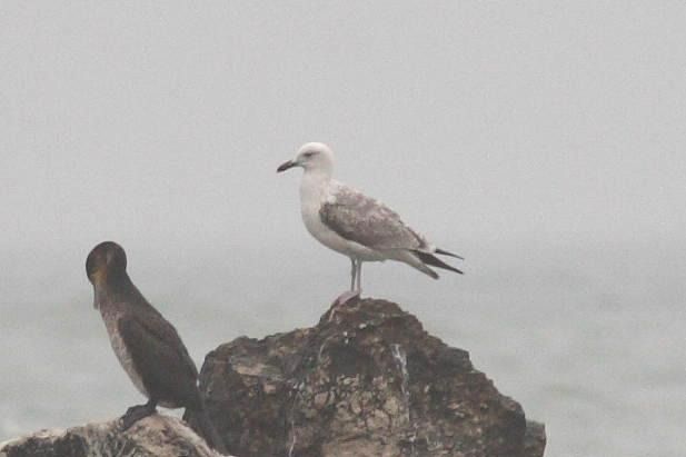 Gabbiano pontico  - Guido Premuda
