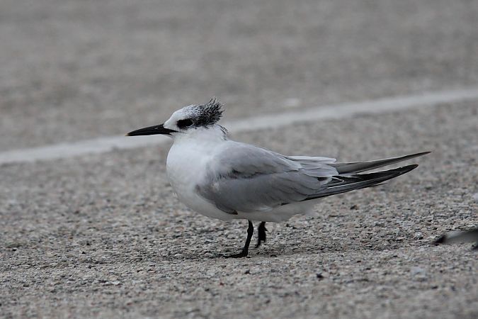 Beccapesci  - Guido Premuda