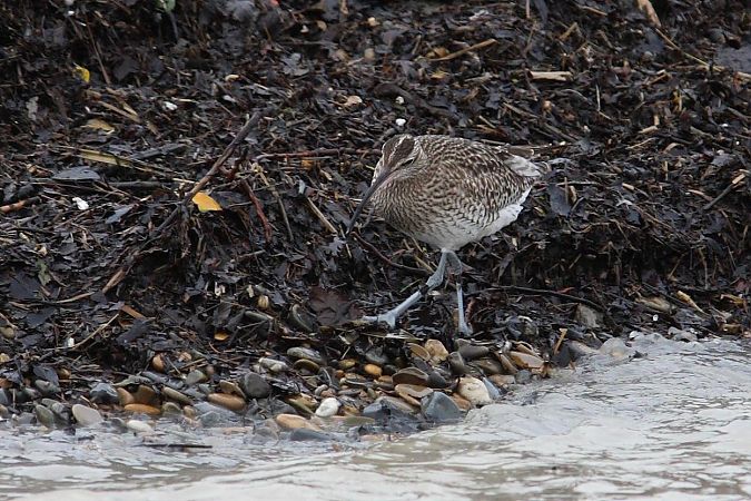 Chiurlo piccolo  - Guido Premuda