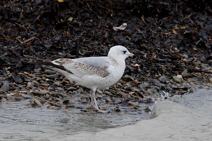 Gavina  - Guido Premuda