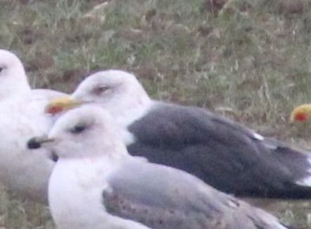 Zafferano  - Alessio Mannello