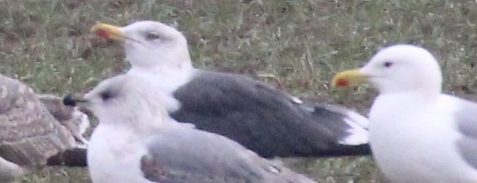 Zafferano  - Alessio Mannello