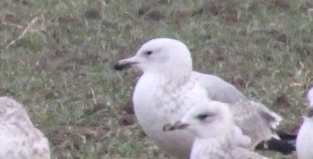 Gabbiano pontico  - Alessio Mannello