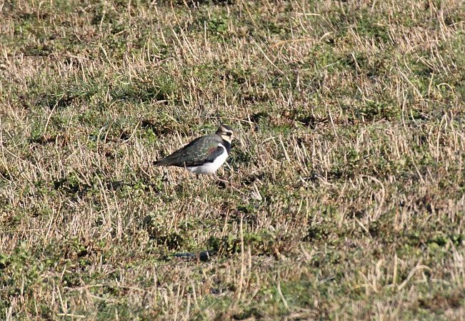 Pavoncella  - Alessio Mannello