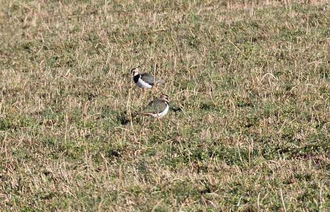 Pavoncella  - Alessio Mannello