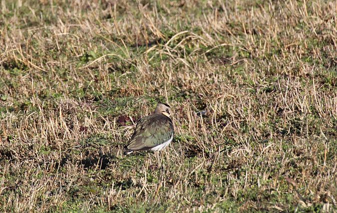 Pavoncella  - Alessio Mannello