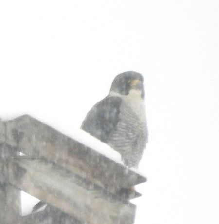Falco pellegrino  - Patrizio Gigli