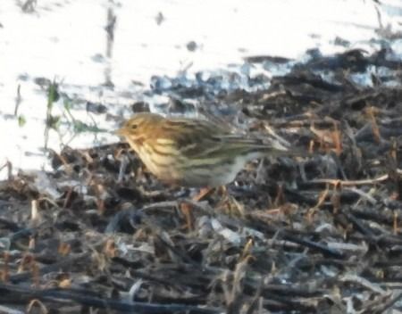 Spioncello  - Patrizio Gigli